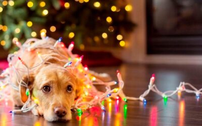 Tu Compañero Peludo en Navidad: Cómo Cuidar de tu Mascota Durante las Festividades