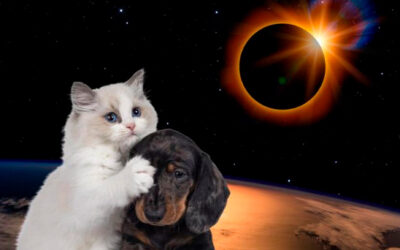 Cuida a tu mascota durante el eclipse solar.