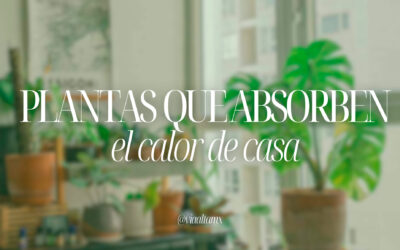 Plantas que absorben el calor de tu casa.